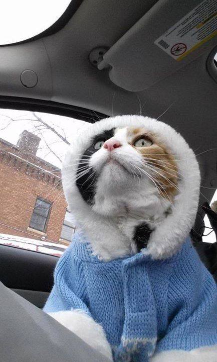 funny cat pictures: fashion kitty