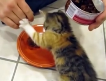 Funny kitty videos - hungry kitty wants to eat in peace