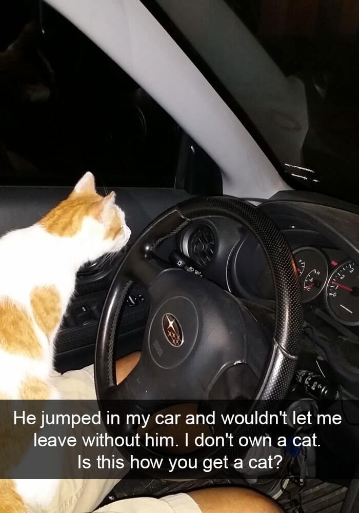 Some kitties live to jump behind the steering wheel for a drive!