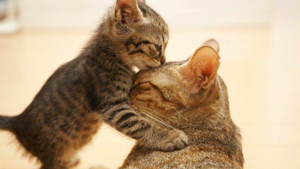 Mama & Baby Kitty Love