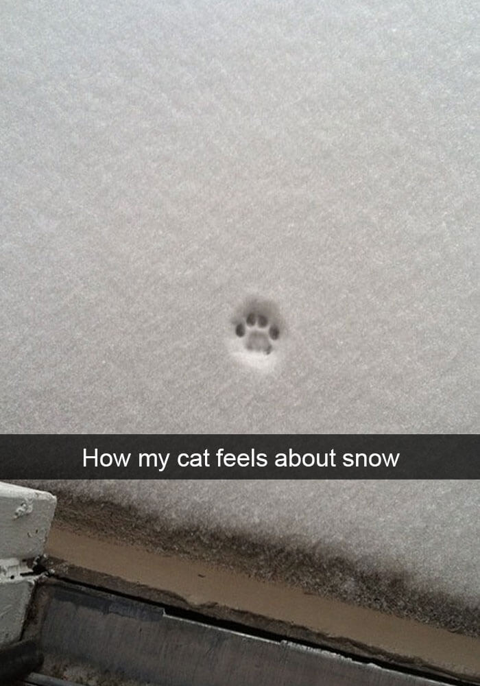 This kitty does not like snow!