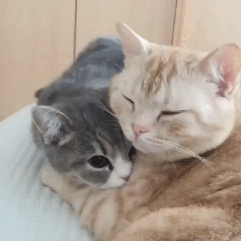 Kitty Love - snuggly kitties